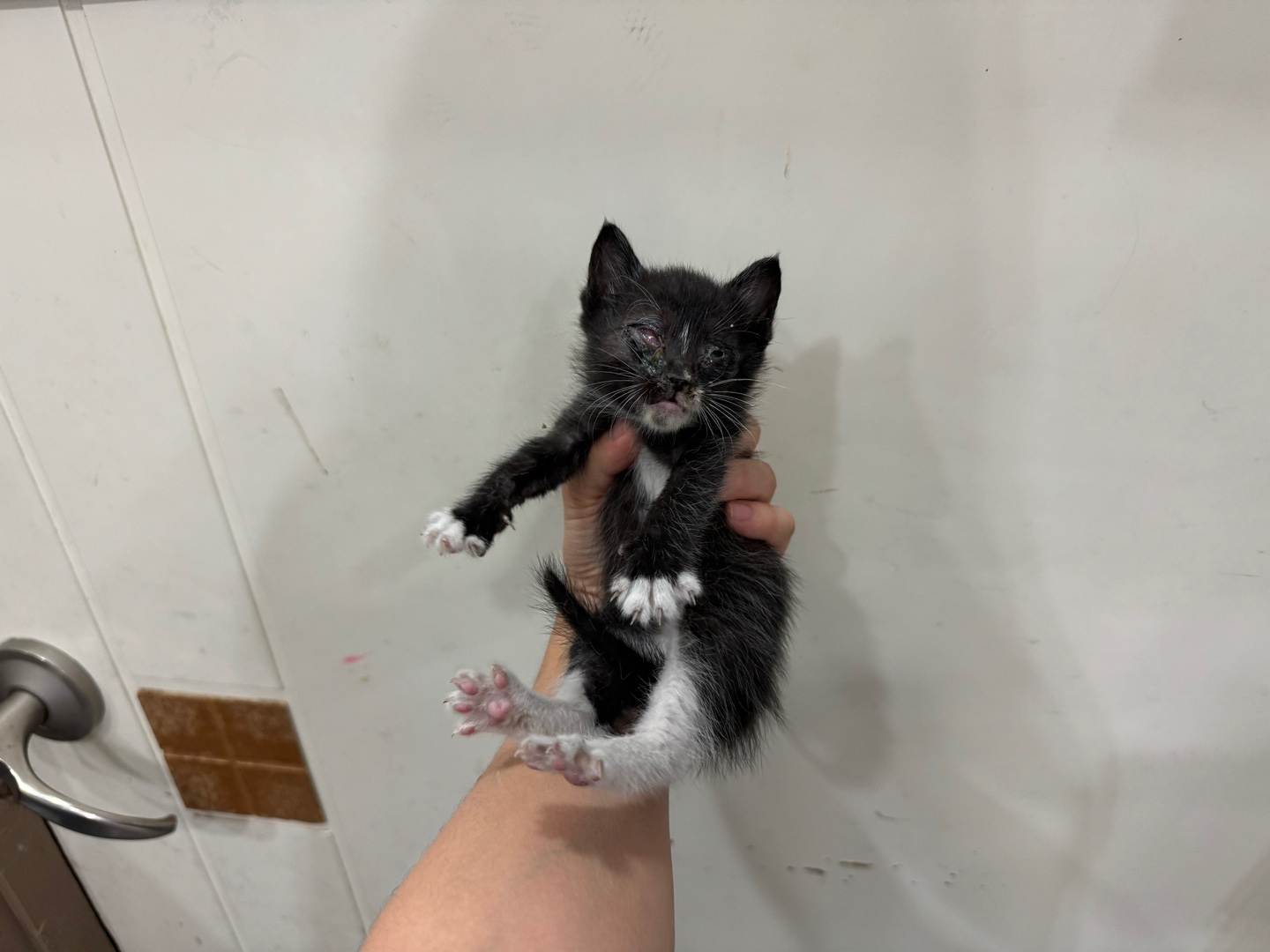 가정동물병원_428356202401813